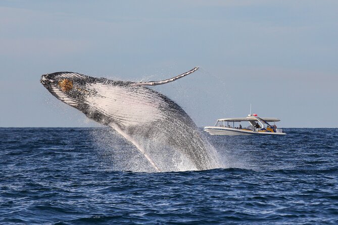 Whale Watching Adventure Cruise - Totally Wild’s 2.5-hour format: quick, focused, and built for motion