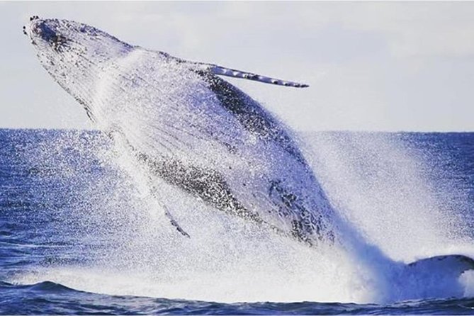 Whale Watching Adventure Cruise - Weather reality: calm seas help, rough seas can cut sightings