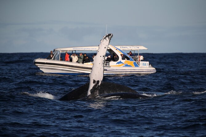Whale Watching Adventure Cruise - City views during the cruise: not just a wildlife outing