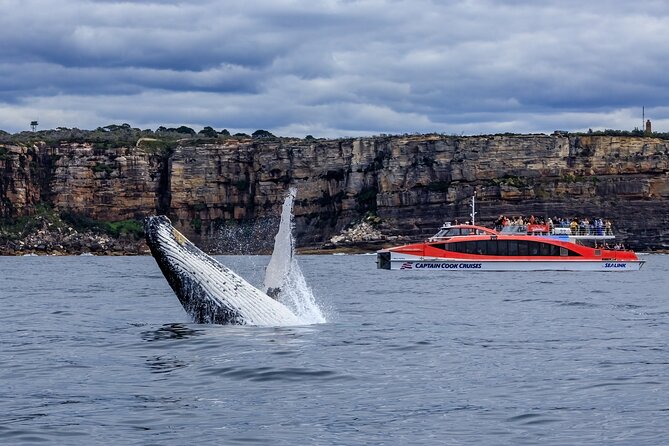 Whale Watching Adventure Cruise - Safety, comfort, and the small-boat advantage
