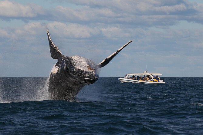 Whale Watching Adventure Cruise - Price and value: is $67.20 worth 2.5 hours at sea?