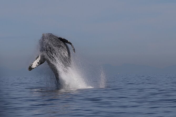 Whale Watching Adventure from Vancouver BC - Key highlights you’ll feel fast