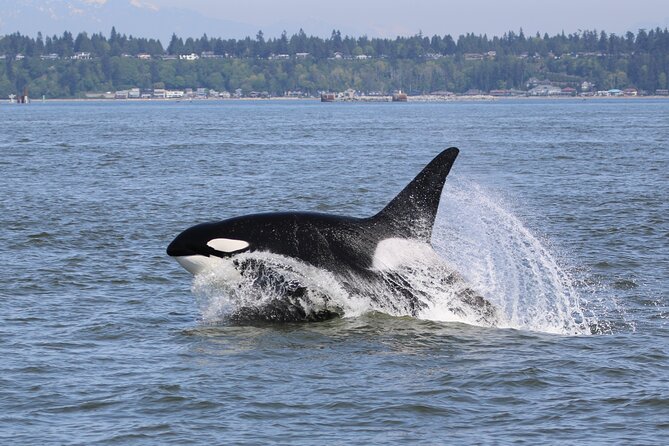 Whale Watching Adventure from Vancouver BC - Georgia Strait to Canadian Gulf Islands: why the route matters