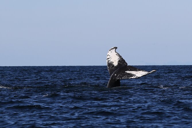 Whale Watching Adventure from Vancouver BC - Boat comfort, snacks, and that photo-perfect timing
