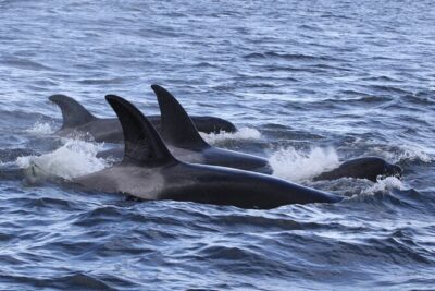 Whale Watching Adventure from Vancouver BC - What wildlife you’re searching for (and how to spot it)