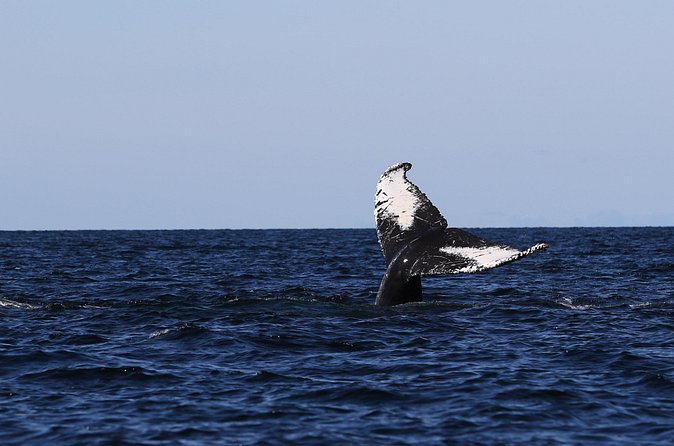 Whale Watching Adventure from Vancouver BC - Price and value: what $184 really buys you