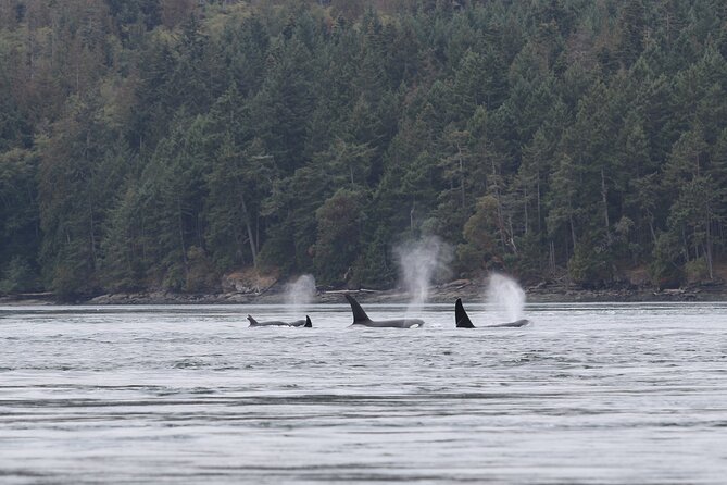 Whale Watching Adventure from Vancouver BC - Small-group size and team style: why guides matter on the water