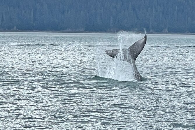Whale Watching Adventure in Juneau - Getting To Auke Bay: The Smooth Start From 490 S Franklin St