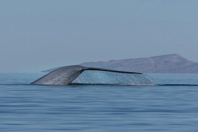 Whale Watching Adventure in Loretos Sea of Cortez - Key things to know before you go