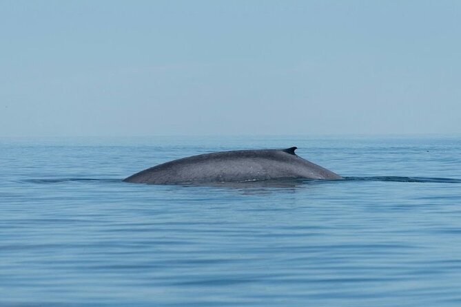 Whale Watching Adventure in Loretos Sea of Cortez - Bahia de Loreto: the “where” that makes whale watching work