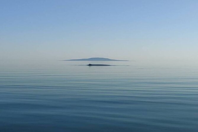 Whale Watching Adventure in Loretos Sea of Cortez - What you’ll likely see in the Sea of Cortez