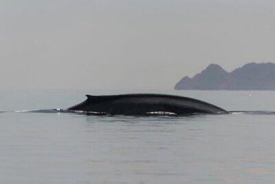 Whale Watching Adventure in Loretos Sea of Cortez - 8:00 am start and what the day really feels like