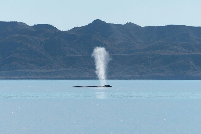 Whale Watching Adventure in Loretos Sea of Cortez - The only stop: time on the water in the national park zone