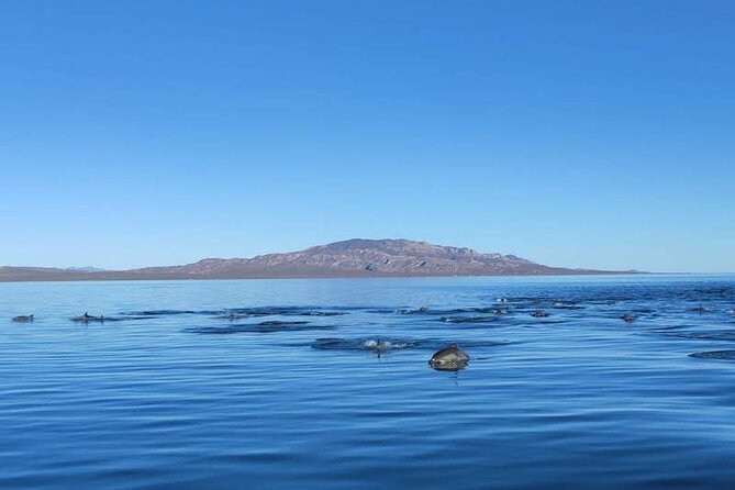 Whale Watching Adventure in Loretos Sea of Cortez - Price and value: is $185.52 worth it?