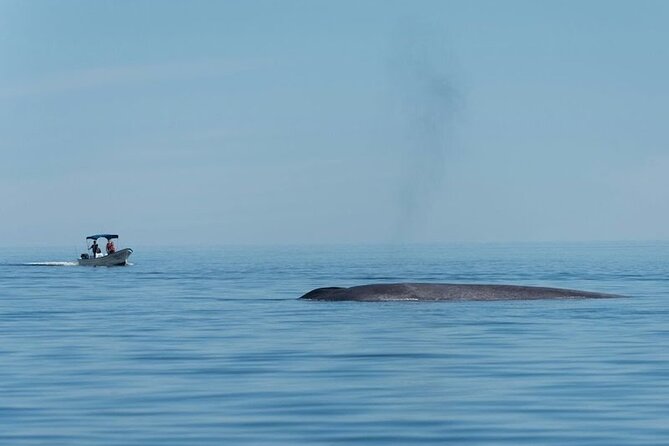 Whale Watching Adventure in Loretos Sea of Cortez - Who should book this whale watch in Loreto