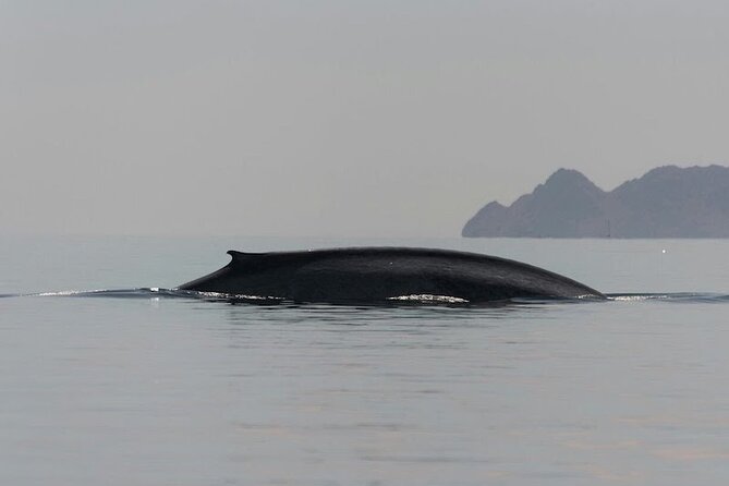 Whale Watching Adventure in Loretos Sea of Cortez - 8:00 am start and what the day really feels like