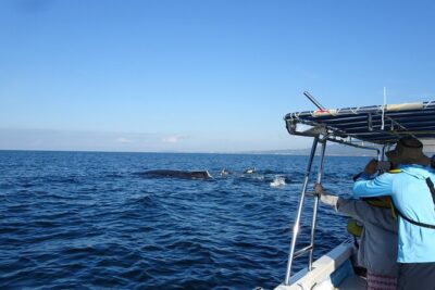 Whale Watching Adventure – Led by a Marine Biologist - Small-group whale spotting with a captain who finds the action