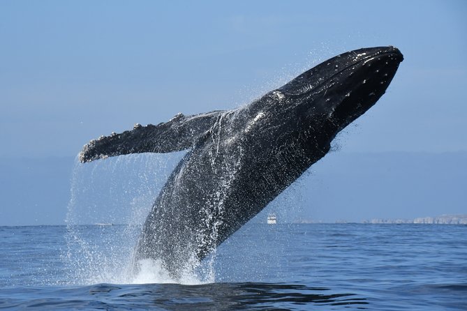 Whale Watching Adventure – Led by a Marine Biologist - Who should book this marine biologist whale watch