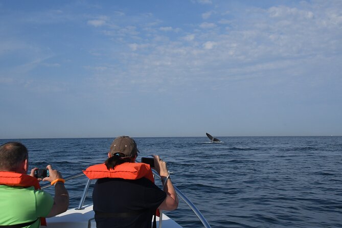 Whale Watching Adventure – Led by a Marine Biologist - Price and value: what you get for the money