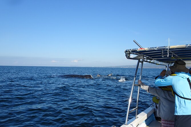 Whale Watching Adventure – Led by a Marine Biologist - Small-group whale spotting with a captain who finds the action