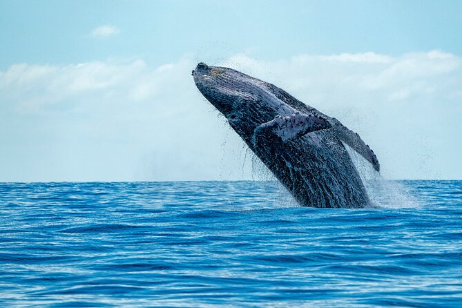 Whale Watching Adventure -Speed Boat & Small Group - Key Points That Make This Whale Tour Worth Your Time