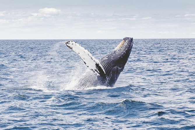 Whale Watching Adventure -Speed Boat & Small Group - Crew Hosts and Marine Life Coaching: Why It Feels Like More Than Transportation