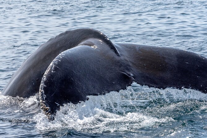 Whale Watching Adventure -Speed Boat & Small Group - Who Should Book This Whale Watching Adventure (and Who Might Not)