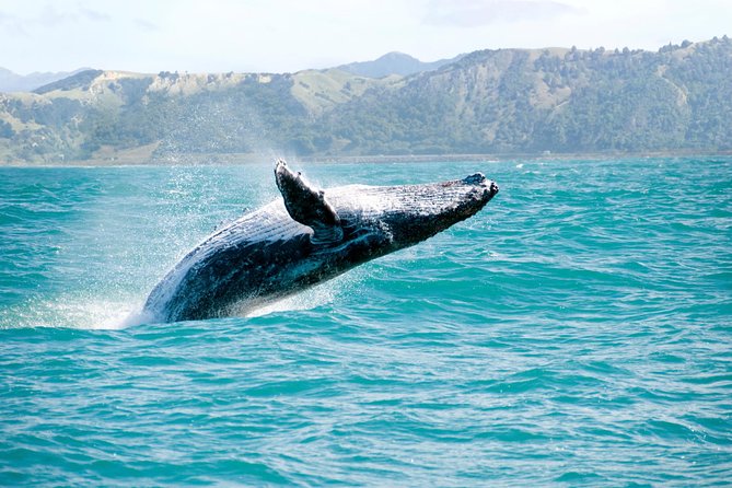 Whale Watching and Bacardi Island day trip from Punta Cana - Key Highlights You’ll Actually Feel On This Trip