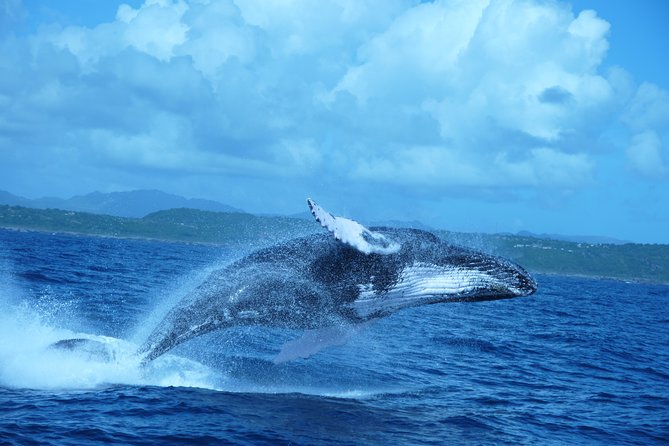 Whale Watching and Bacardi Island day trip from Punta Cana - Hotel Pickup and the Early Start (The Part to Plan For)