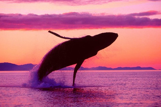 Whale Watching and Bacardi Island day trip from Punta Cana - Lunch and Drinks: What’s Included, and How It Adds Value