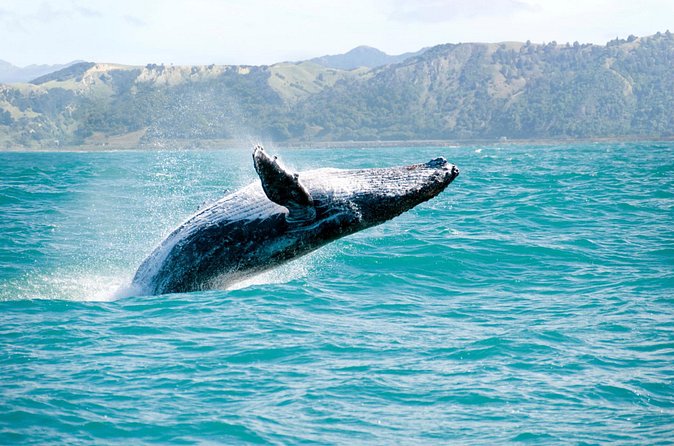 Whale Watching and Bacardi Island day trip from Punta Cana - Price and Value: Is $158.99 a Fair Deal for a 10-Hour Day?
