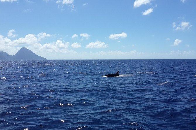 Whale Watching and Dolphin Spotting Cruise - North Island morning start: pickup, boat ride, and what to bring