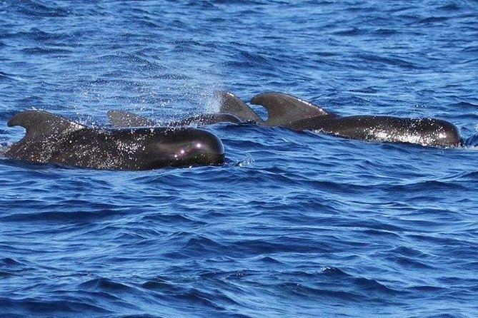 Whale Watching and Dolphin Spotting Cruise - The crew experience: what good spotting feels like