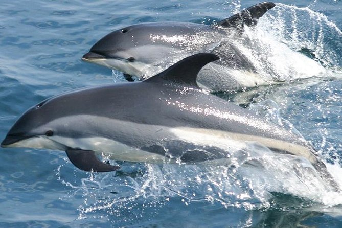 Whale Watching and Dolphin Spotting Cruise - Photo opportunities along the coast (and how to get them)