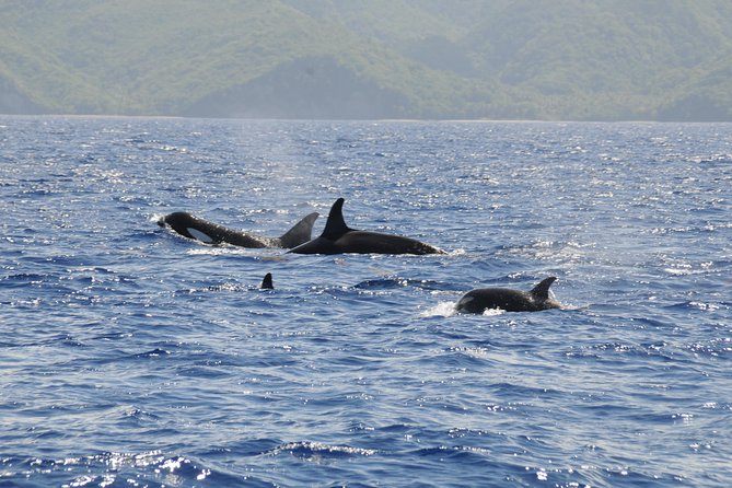 Whale Watching and Dolphin Spotting Cruise - Drinks, shade, and comfort on a bouncy 3-hour ride