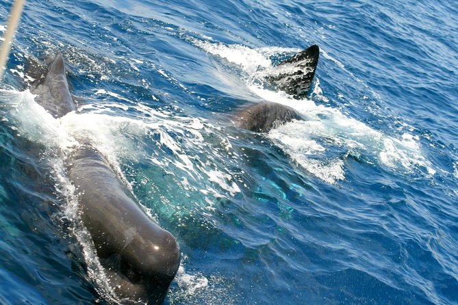 Whale Watching and Dolphin Spotting Cruise - Who this cruise fits best (and who should think twice)