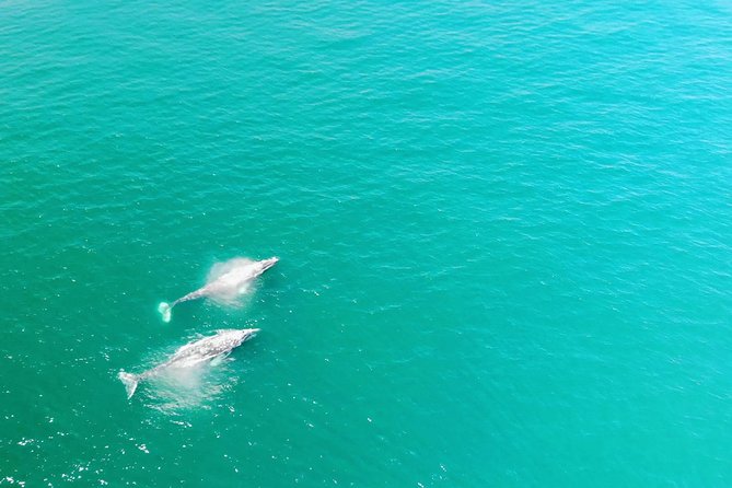 Whale Watching and Fishing Combination Excursions - Quick hits from the water