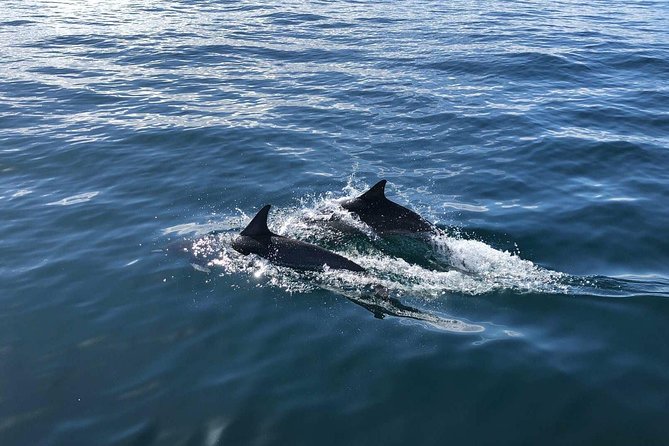 Whale Watching and Fishing Combination Excursions - Whale watching from a Rigid Inflatable Boat (RIB) that moves fast