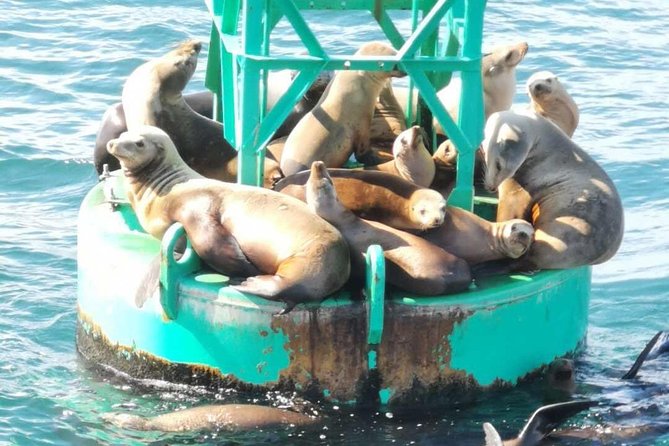 Whale Watching and Fishing Combination Excursions - Small-group comfort: what “max 6” changes on the water