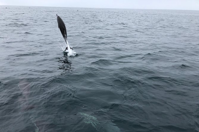 Whale Watching and Fishing Combination Excursions - Price and value: $170 per person for boat + gear