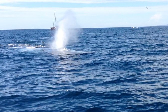 Whale Watching and Fishing Combination Excursions - After the wildlife search: how reef and kelp fishing actually works