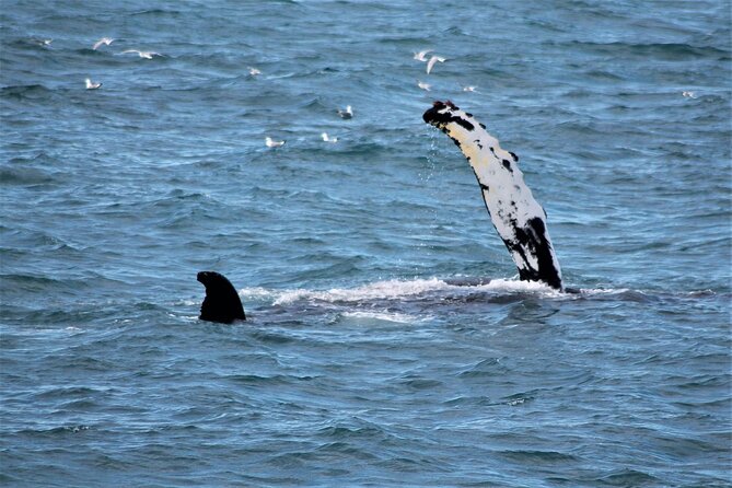 Whale Watching And Fly Over Iceland Guided Tour - Timing and logistics: getting your day to flow smoothly