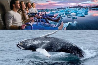 Whale Watching And Fly Over Iceland Guided Tour - FlyOver Iceland: a 360° flight that uses more than just visuals
