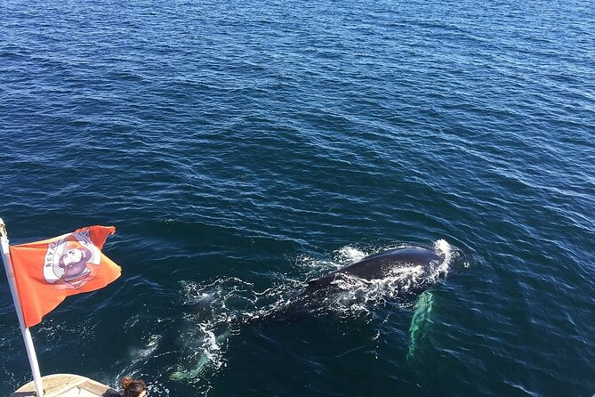 Whale Watching And Fly Over Iceland Guided Tour - What’s included (and what you should budget for)