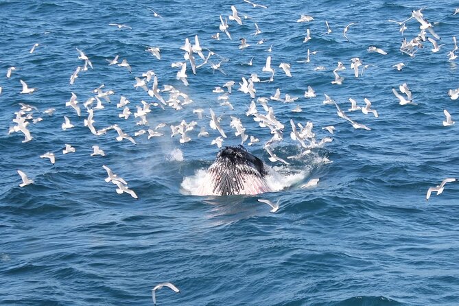 Whale Watching And Fly Over Iceland Guided Tour - Should you book Whale Watching And Fly Over Iceland?