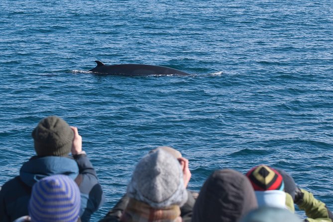 Whale Watching and Golden Circle Tour from Reykjavik - Key points before you go