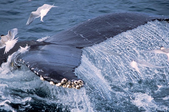 Whale Watching and Golden Circle Tour from Reykjavik - Gullfoss: powerful waterfall viewpoints without guesswork