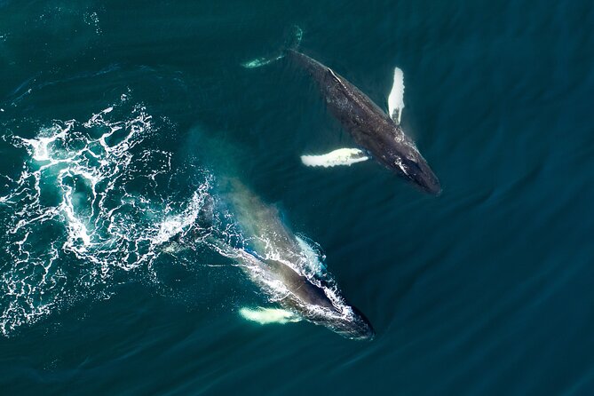 Whale Watching and Golden Circle Tour from Reykjavik - Price and value: is $211 worth it for this mix