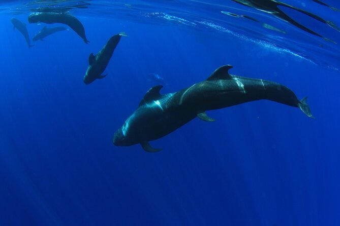 Whale Watching and Listening Eco Catamaran Tour with Food Tasting - Spotting chances: why sightings vary in whale watching