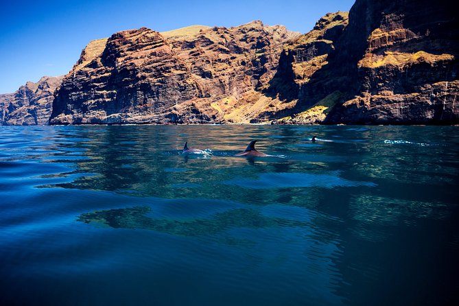 Whale watching and listening Eco-Catamaran Tour with Food Tasting - Price and logistics: how this $48.37 makes sense